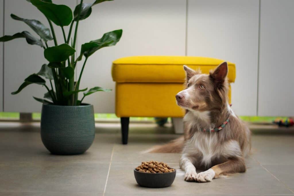 Best Wet Dog Food Brands