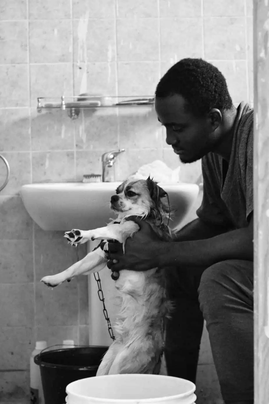 Best Dog Shampoo- Dog Bath