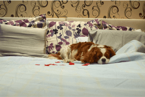 Dog in a pet friendly hotel