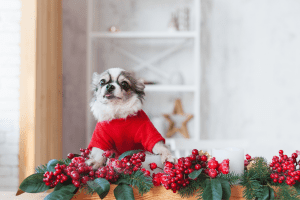 Pretty chihuahua puppy dog wearing red warm sweater in scandinavian