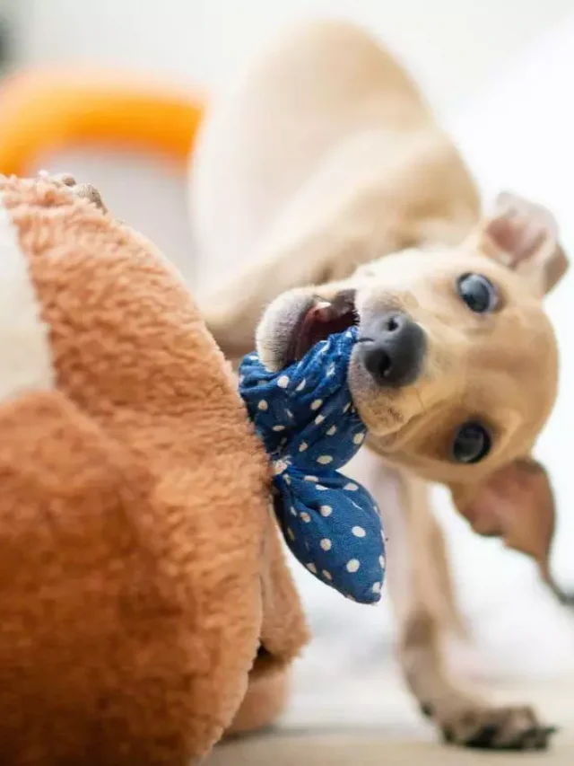 7 Signs Your Pet May be Displeased with You!