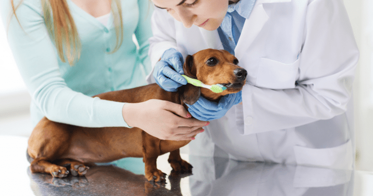 how to improve your dog's health