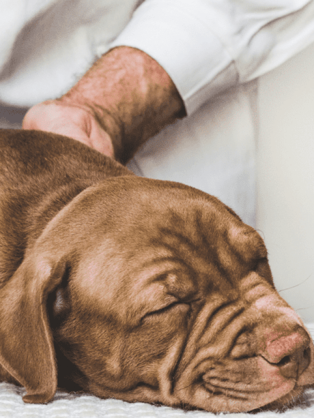 Common Puppy Illnesses—and What To Do About Them