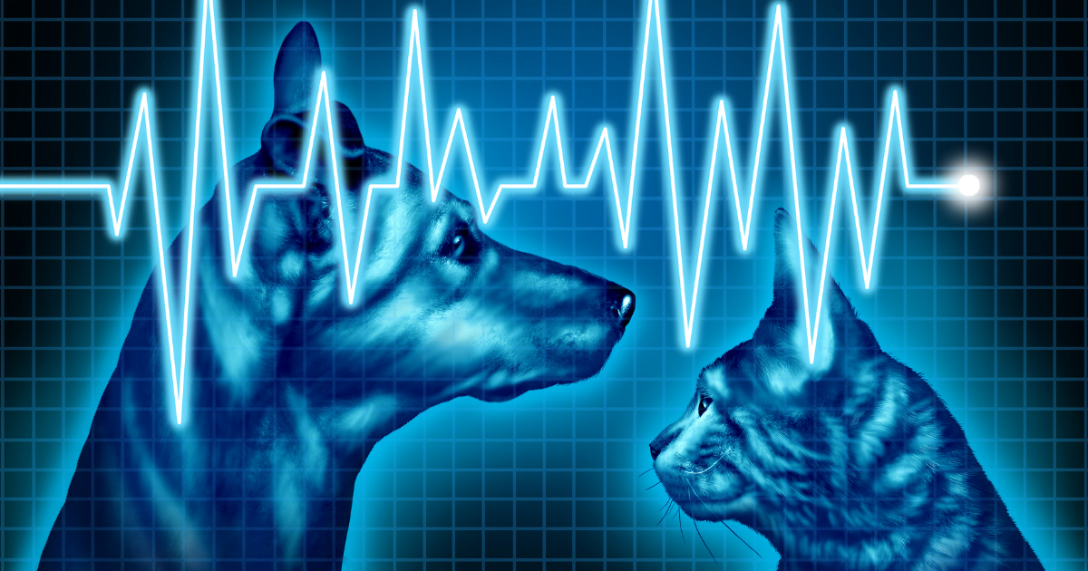 Quality of life signs to check for your aging pet