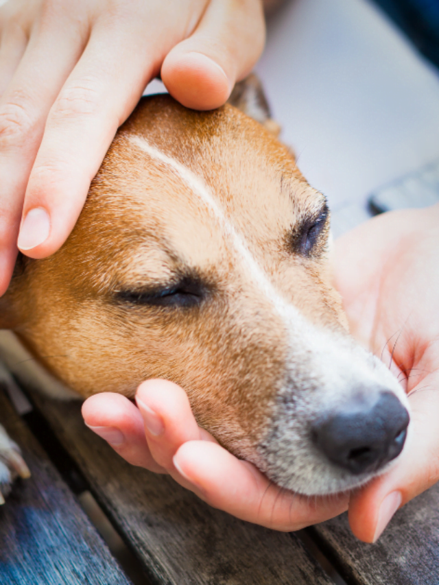5 Quality of Life Signs to Check For Your Aging Pet