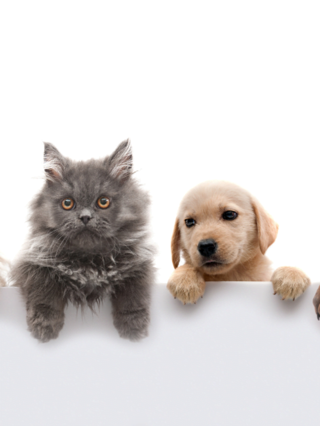 7 Best Pet Gates of This Year