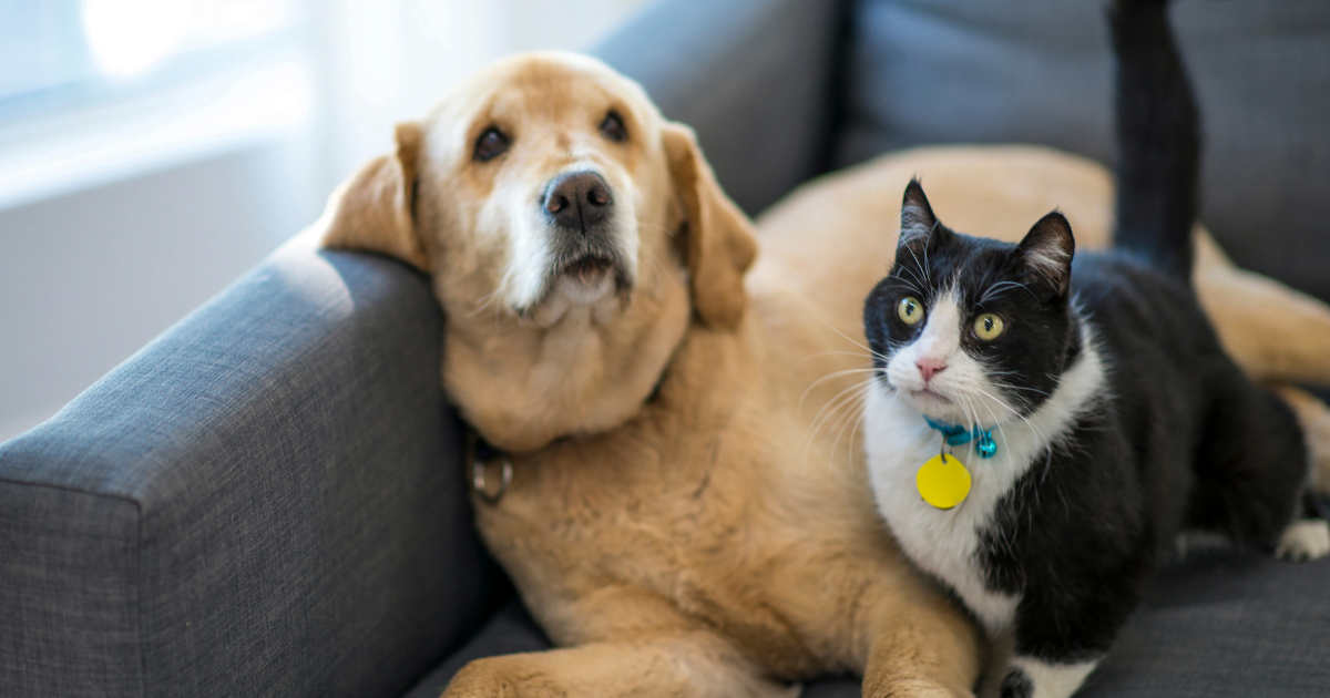 signs your pet dislikes you