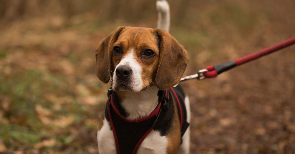 Best Dog Harness