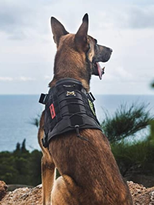 The Best Dog Harness of 2023