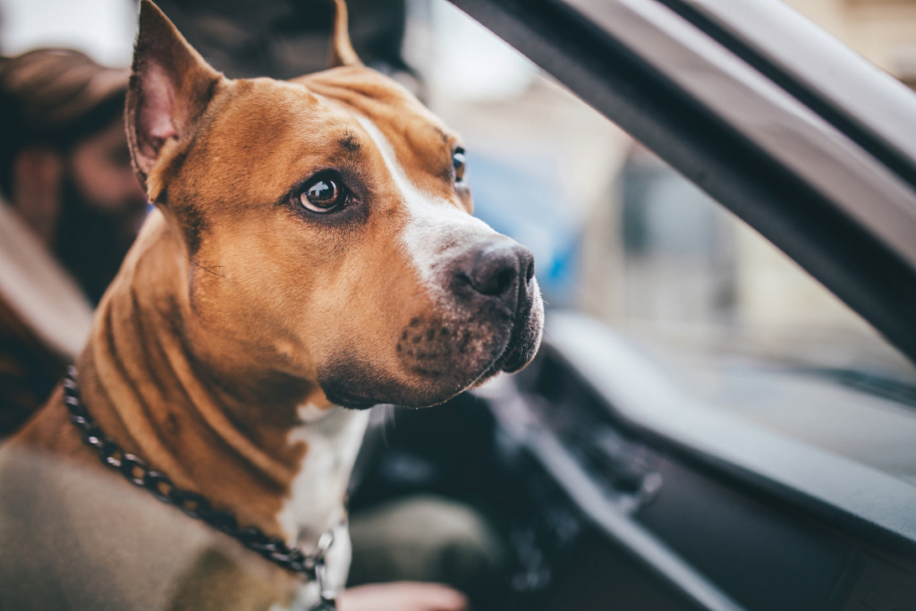 Destinations to Go on a Trip With Your Dog