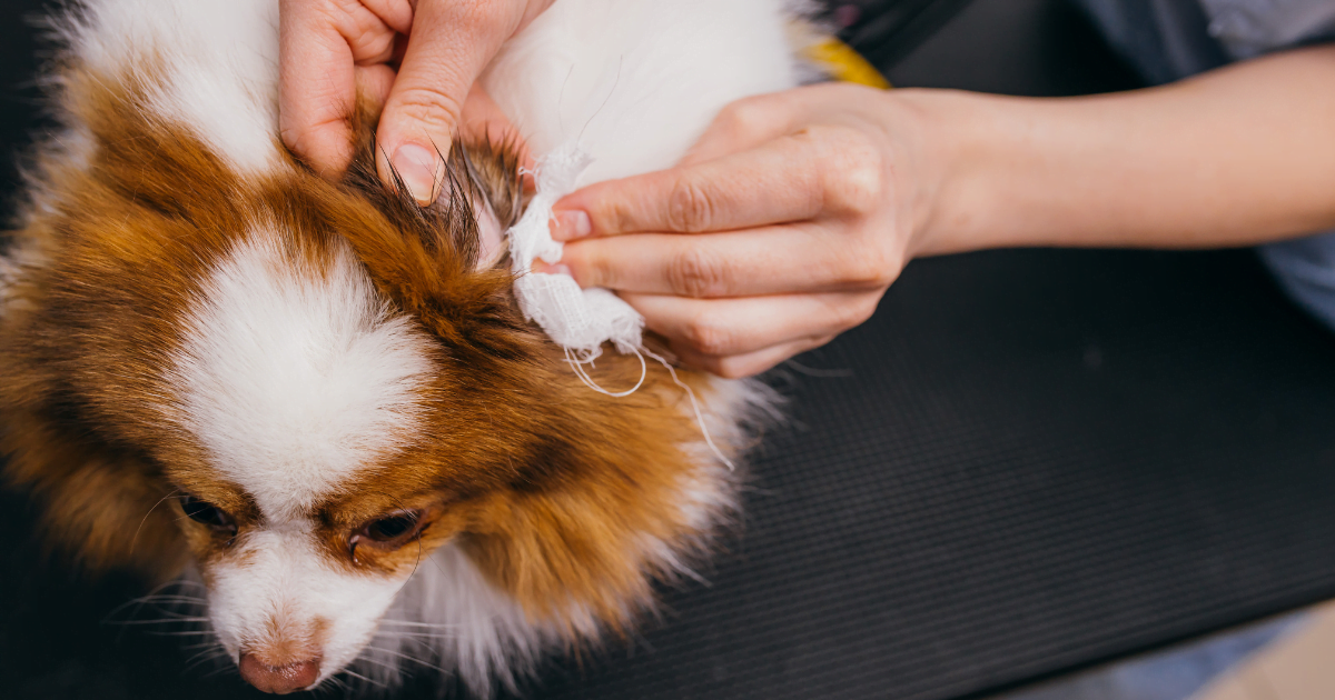 How to clean dog ears