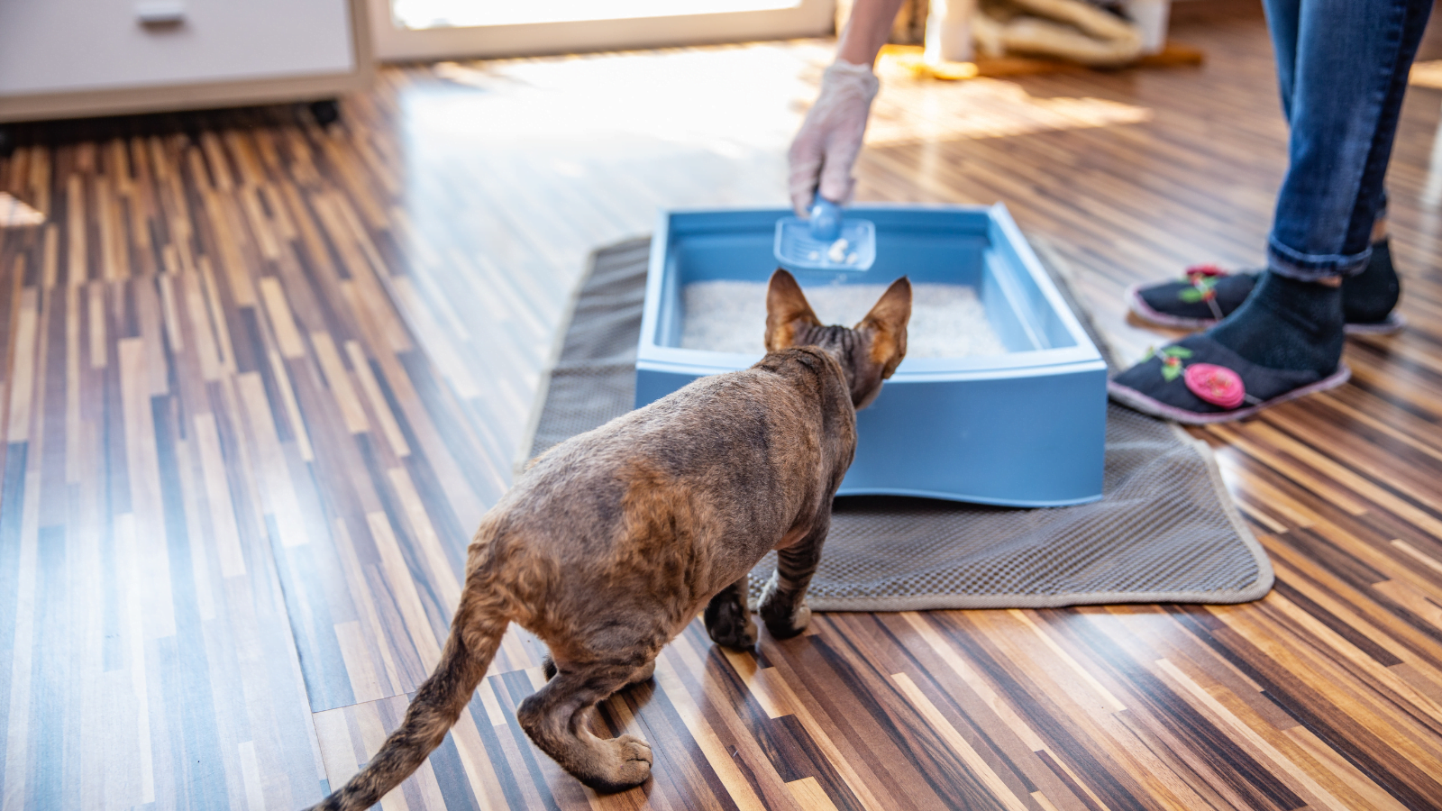 My Cat Has Worms How Do I Clean My House? 5 Easy Steps