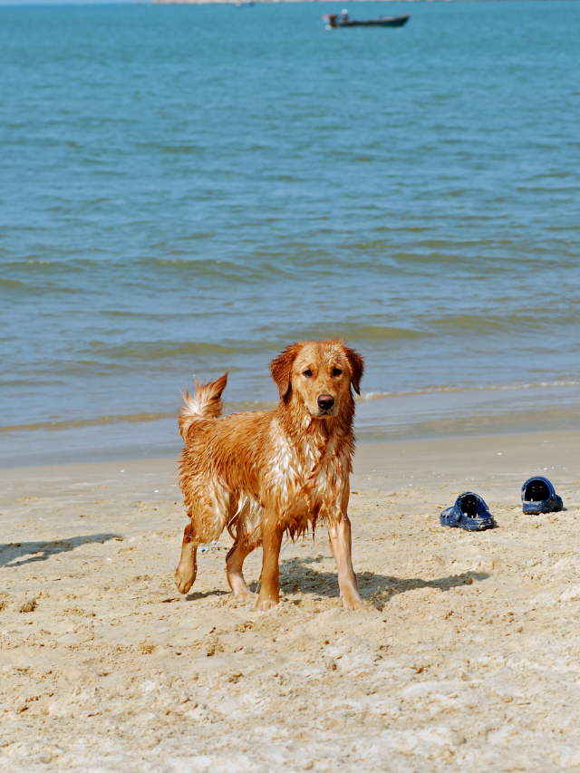 8 Top Dog-Friendly Beaches in the United States