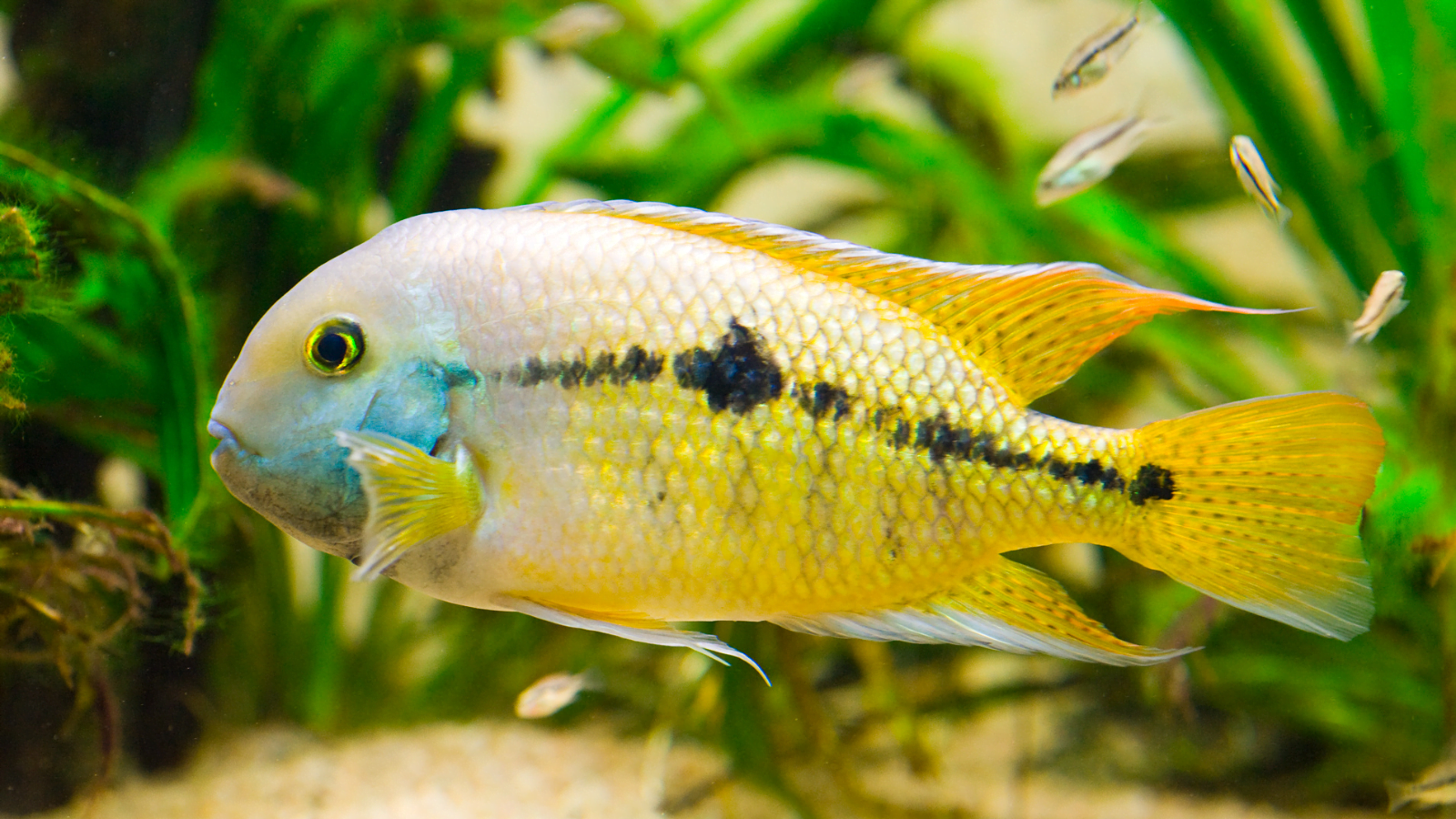 15 Best Aquarium Fish for Beginners