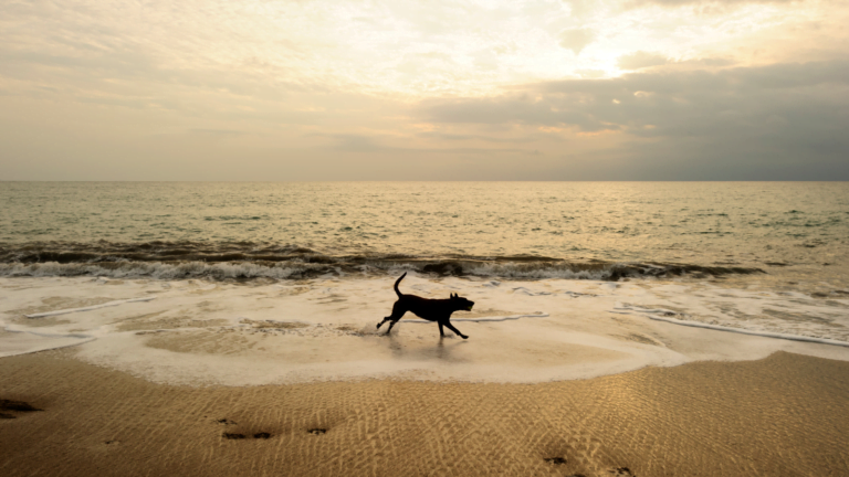 8 Top Dog-Friendly Beaches in the United States