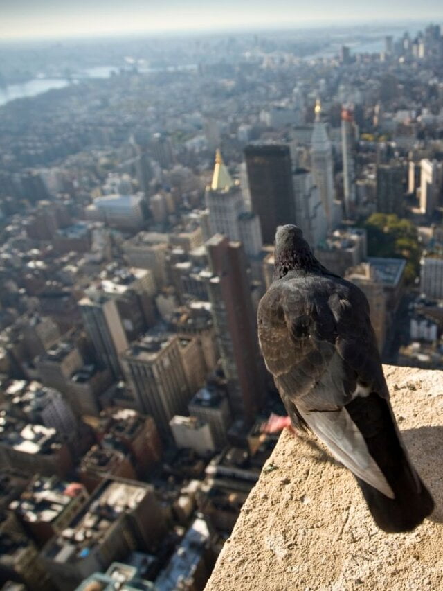 10 Unique Things That Only New Yorkers Know