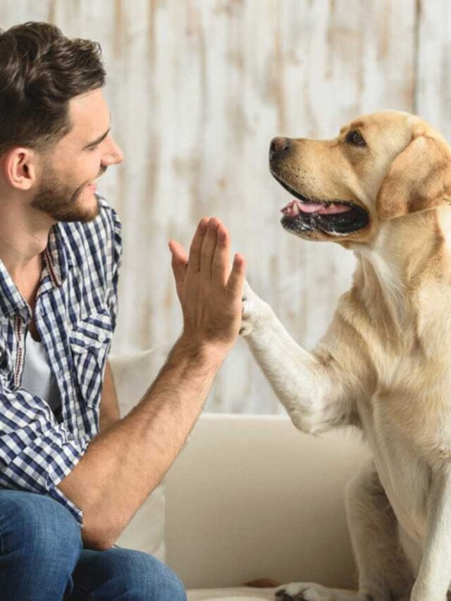 5 Kindest Things Pets Have Ever Done for Their Humans