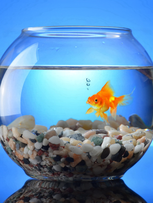 6 Best Aquarium Fish for Beginners