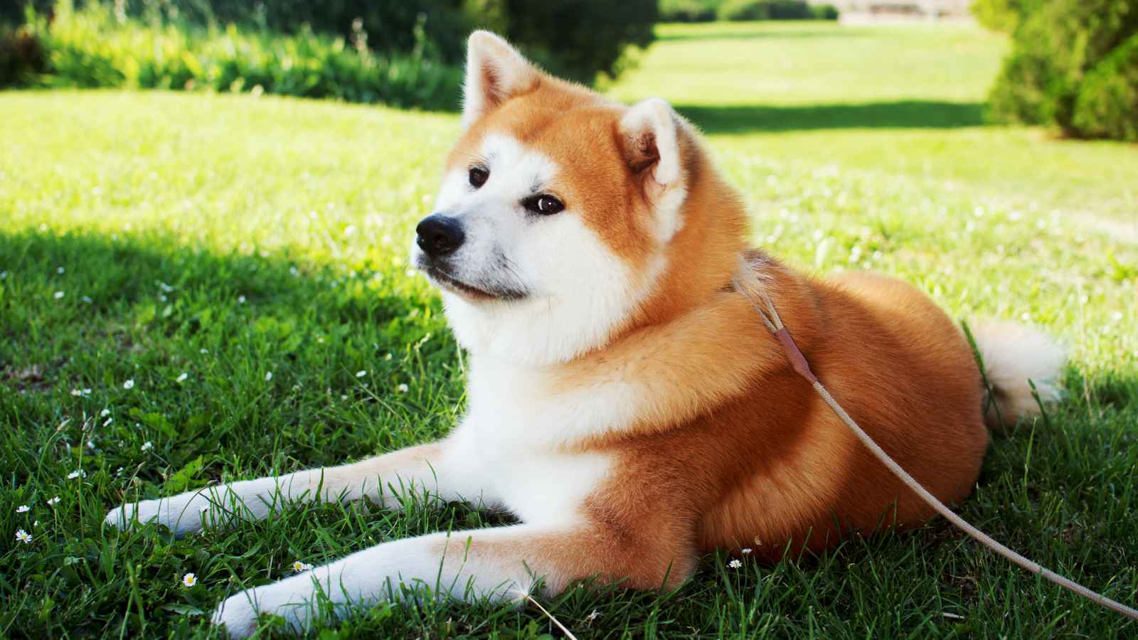 The Top 20 Dog Breeds That Will Strike Fear into Your Bones