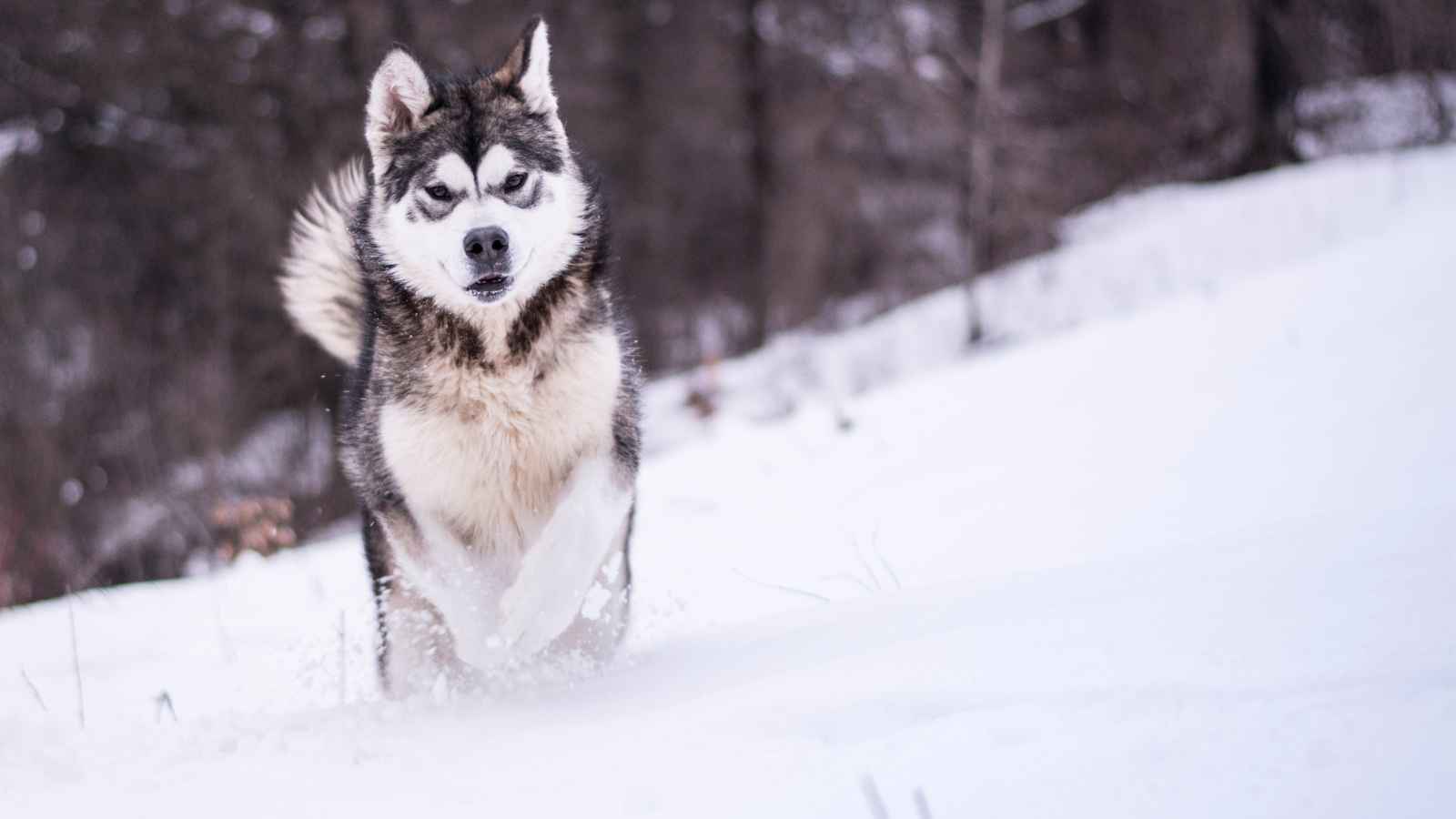 The Top 20 Dog Breeds That Will Strike Fear into Your Bones