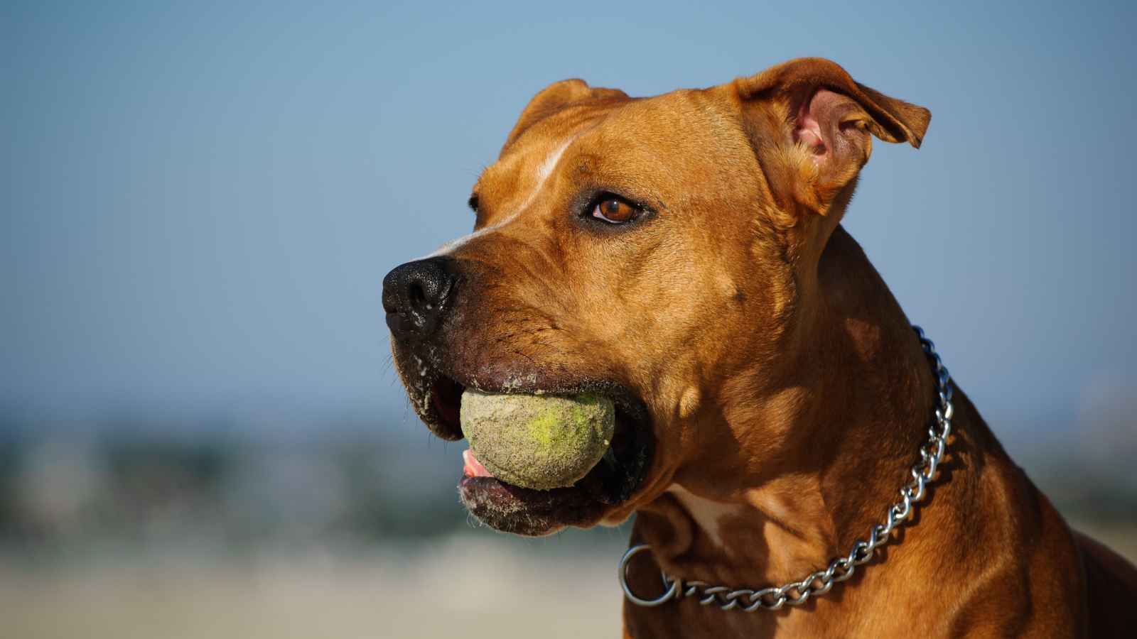 The Top 20 Dog Breeds That Will Strike Fear into Your Bones