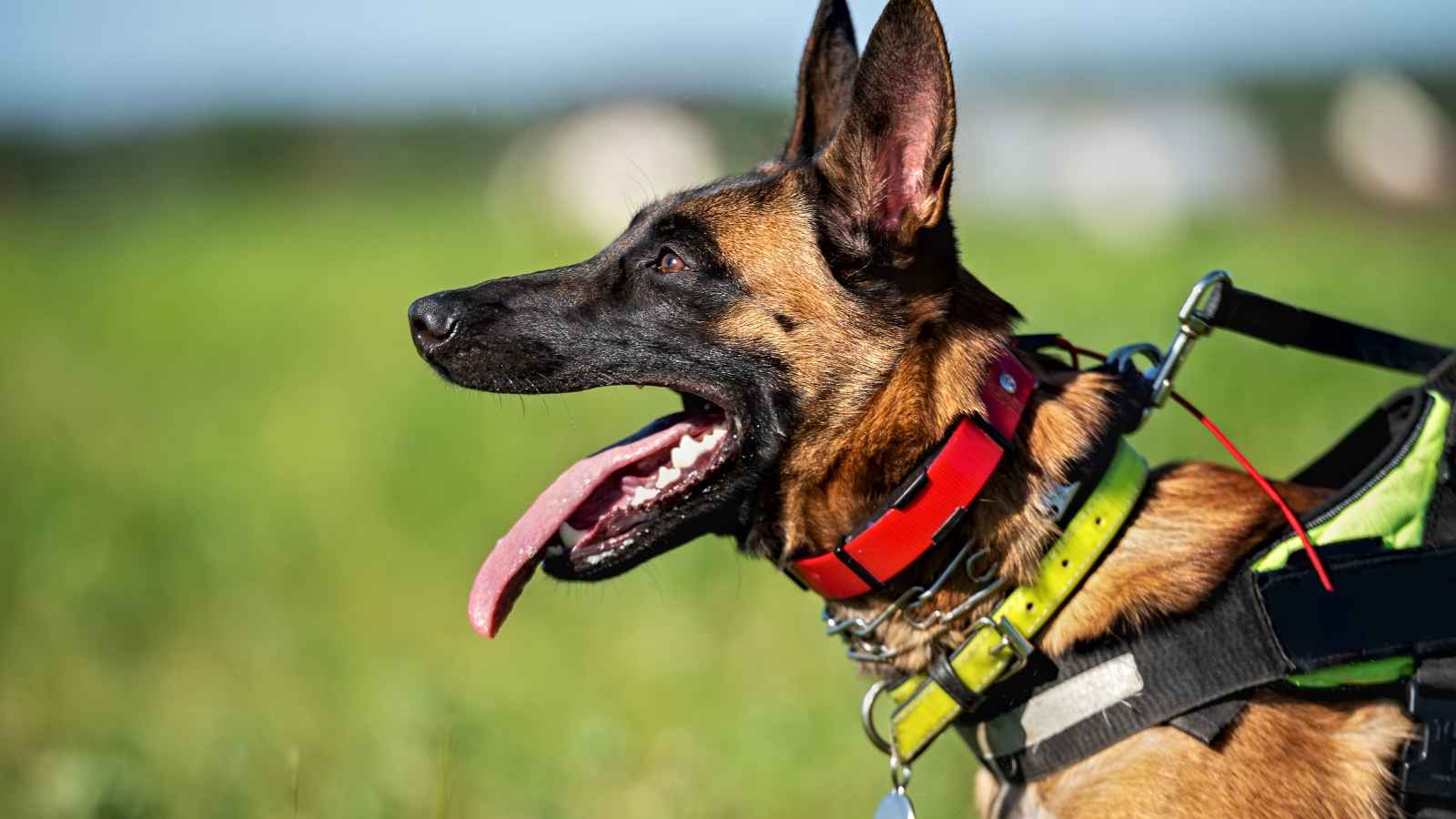 The Top 20 Dog Breeds That Will Strike Fear into Your Bones