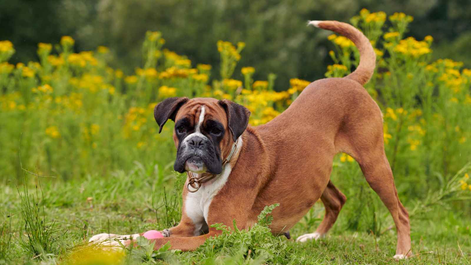 The Top 20 Dog Breeds That Will Strike Fear into Your Bones
