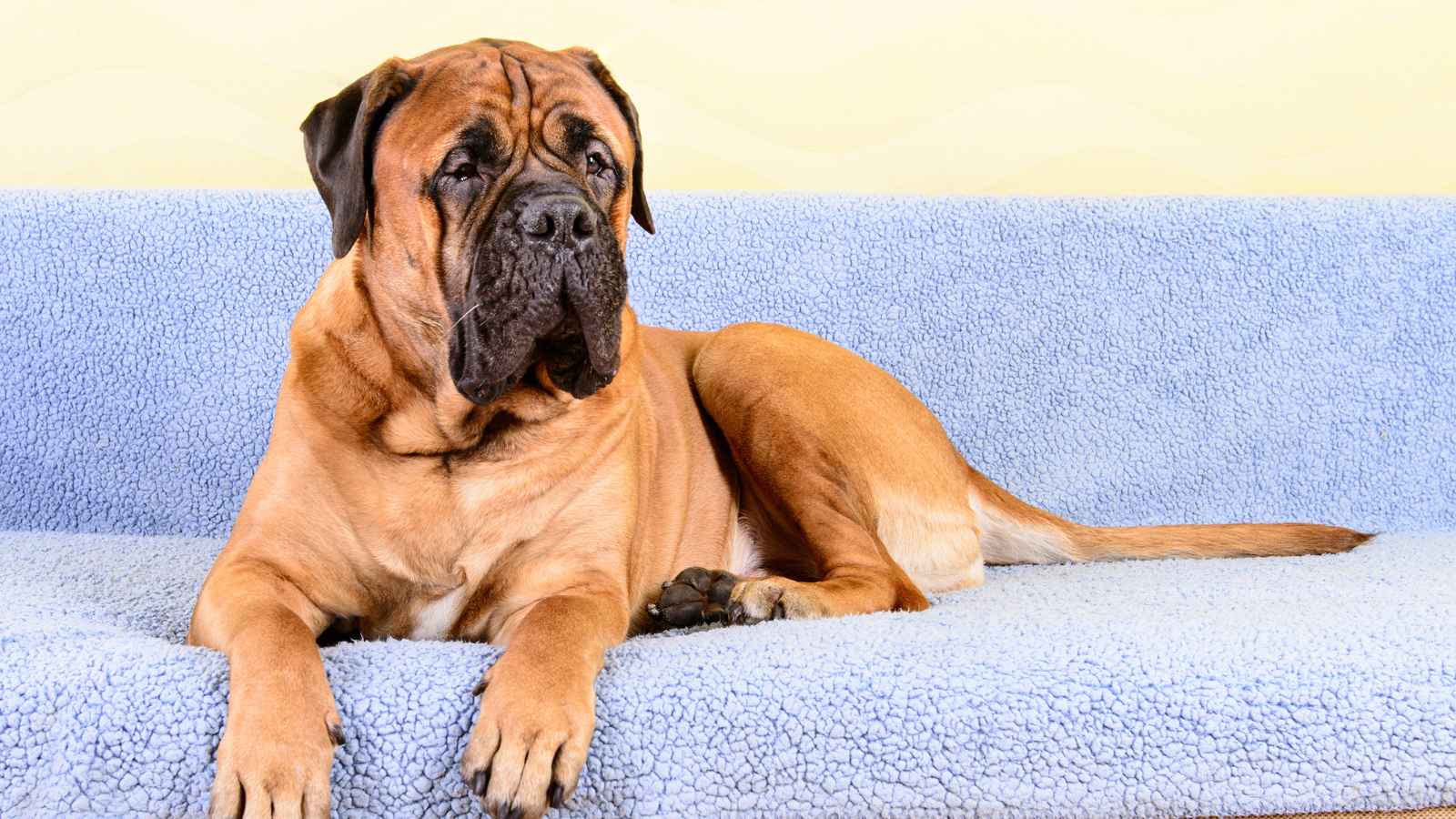 The Top 20 Dog Breeds That Will Strike Fear into Your Bones