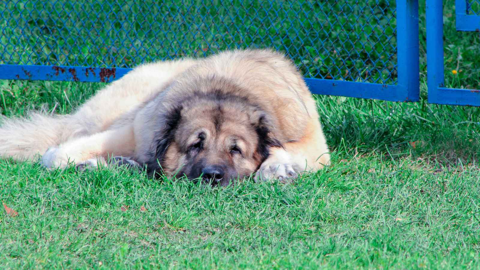 The Top 20 Dog Breeds That Will Strike Fear into Your Bones