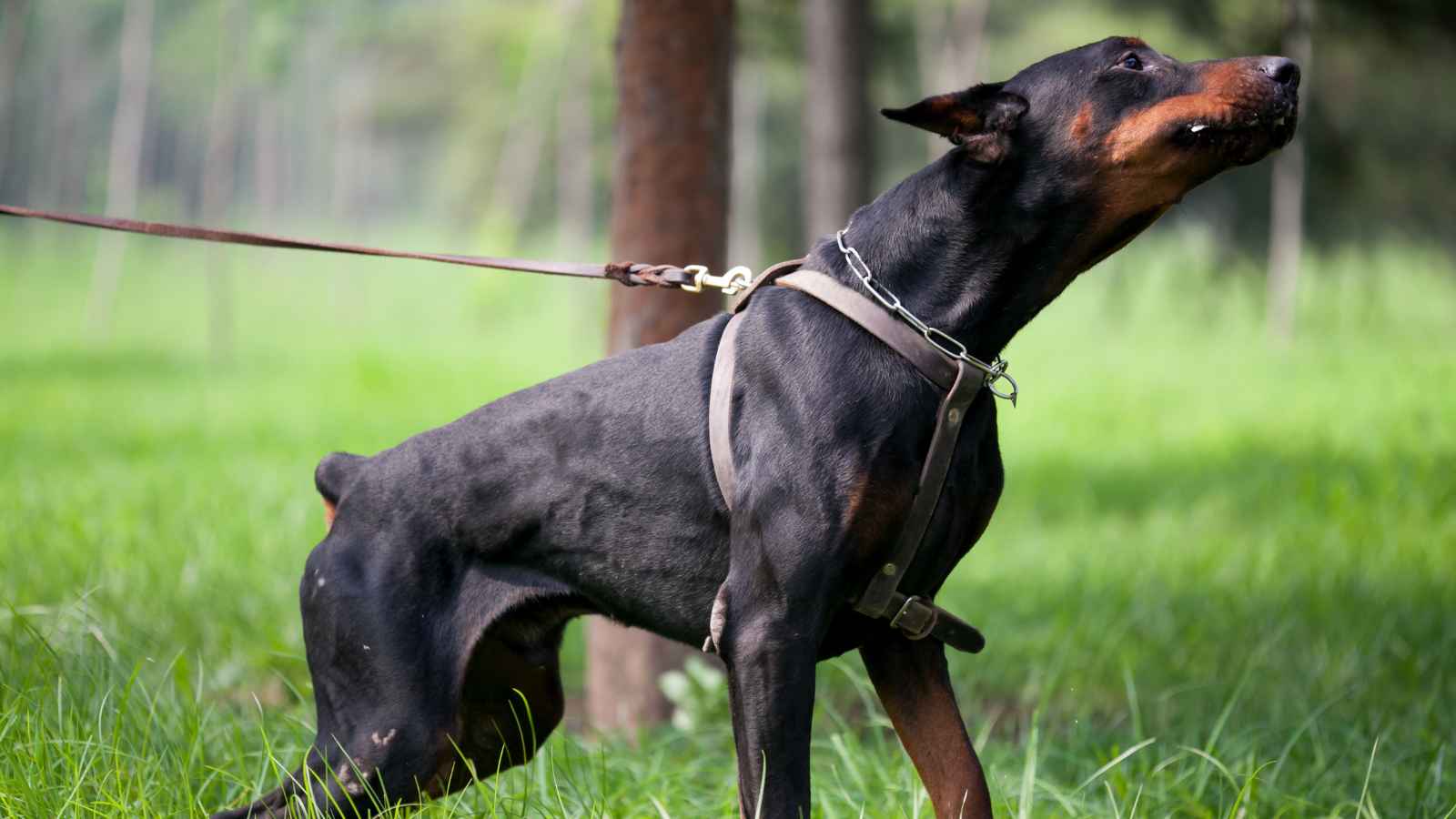 The Top 20 Dog Breeds That Will Strike Fear into Your Bones