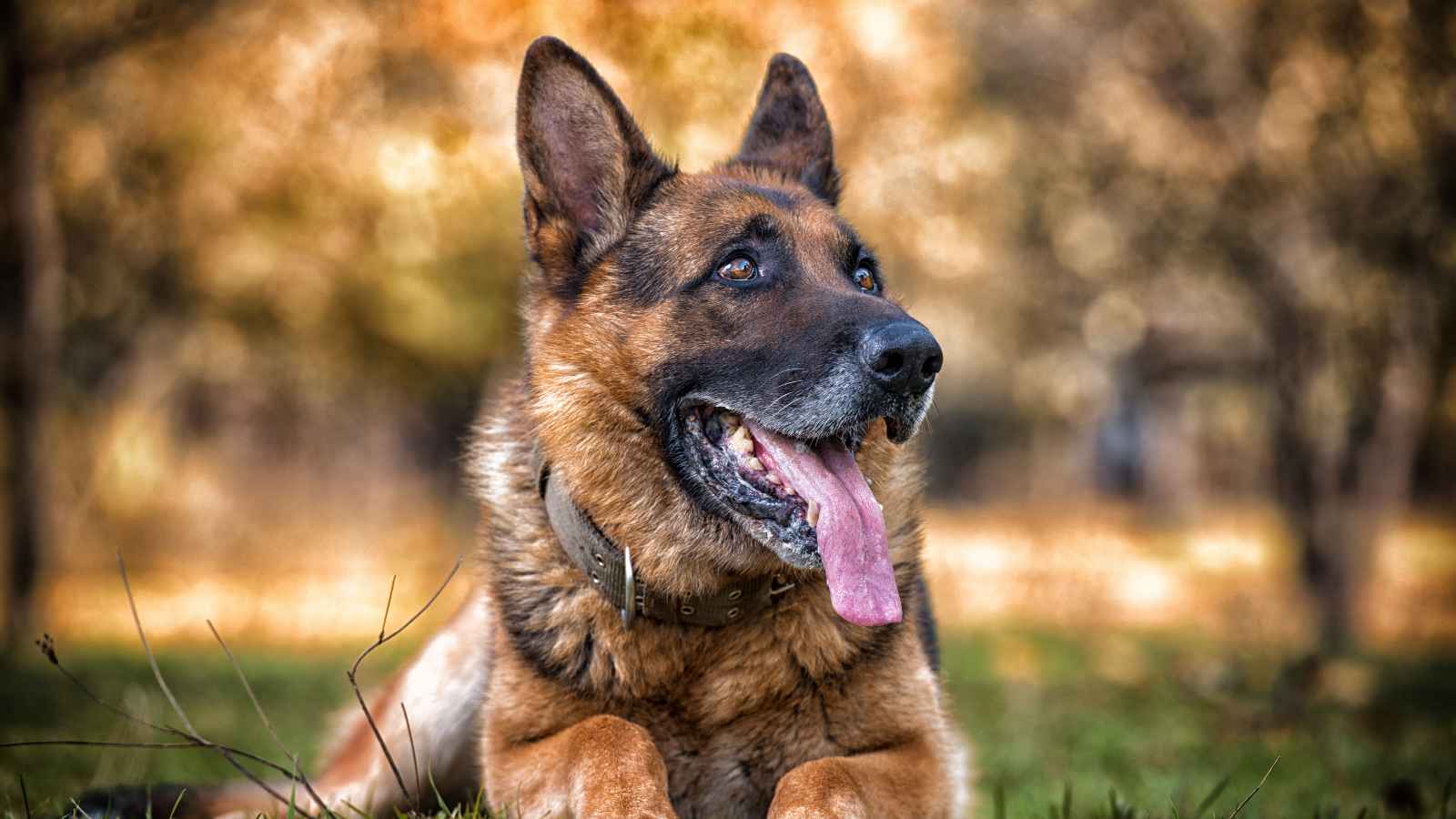 The Top 20 Dog Breeds That Will Strike Fear into Your Bones