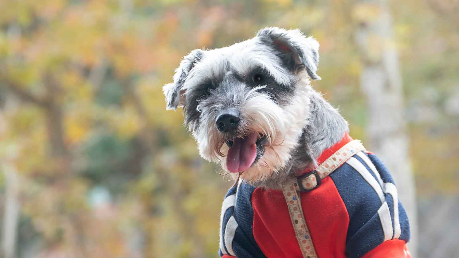 The Top 20 Dog Breeds That Will Strike Fear into Your Bones