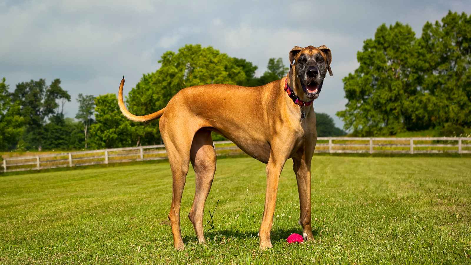 The Top 20 Dog Breeds That Will Strike Fear into Your Bones