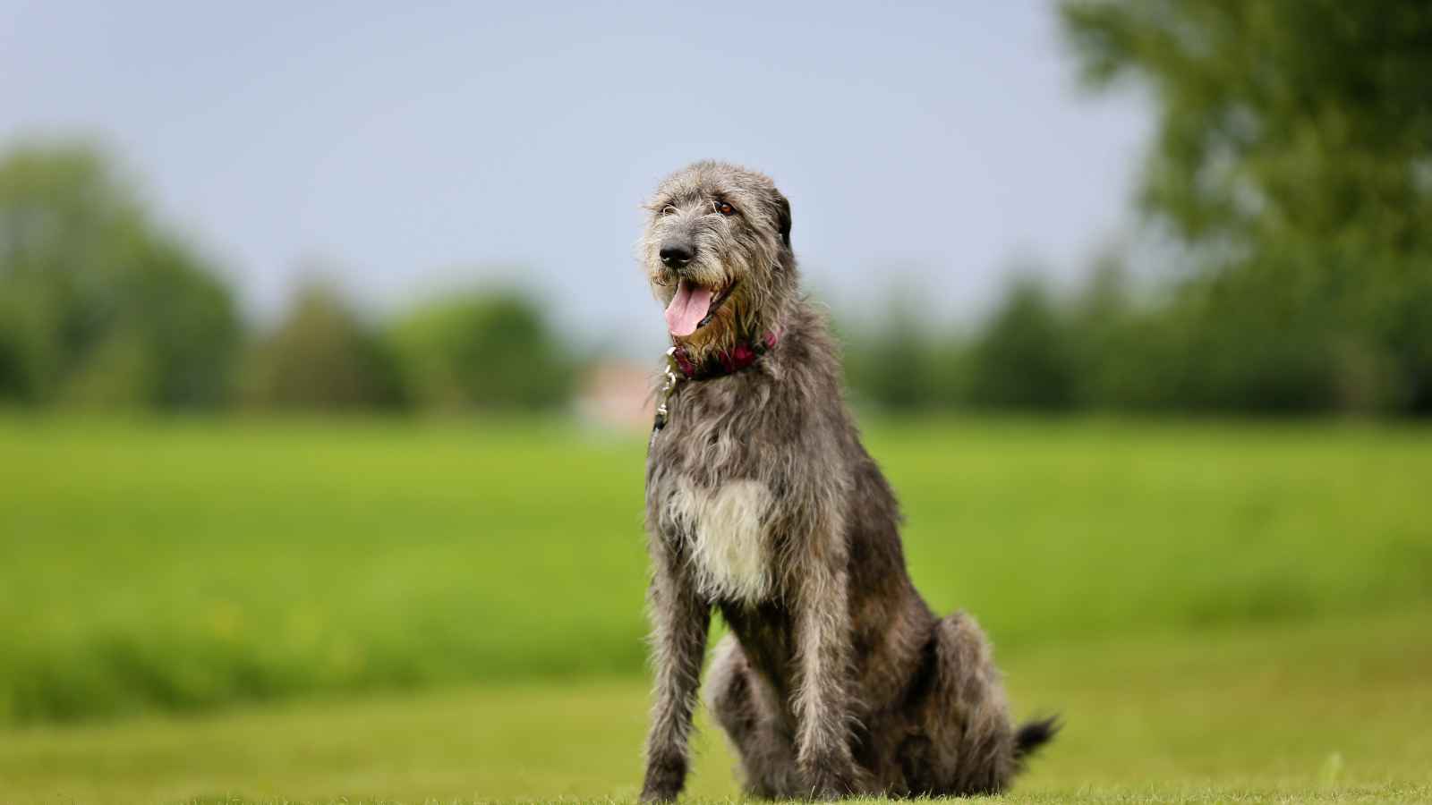 The Top 20 Dog Breeds That Will Strike Fear into Your Bones