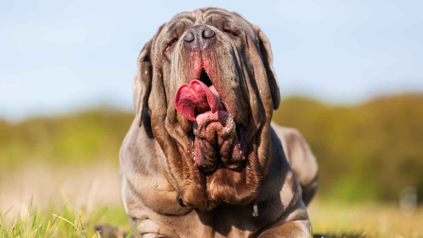 The Top 20 Dog Breeds That Will Strike Fear into Your Bones