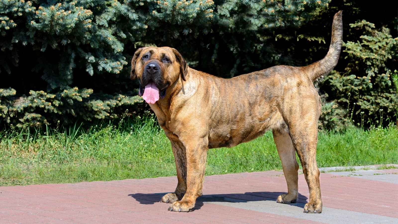 The Top 20 Dog Breeds That Will Strike Fear into Your Bones