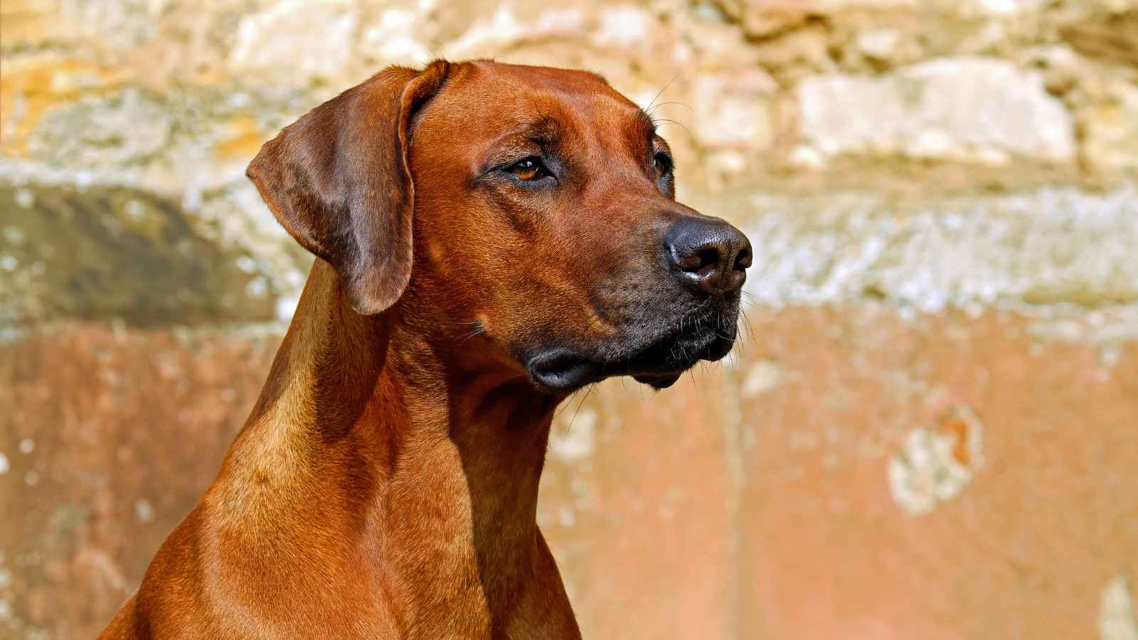 The Top 20 Dog Breeds That Will Strike Fear into Your Bones
