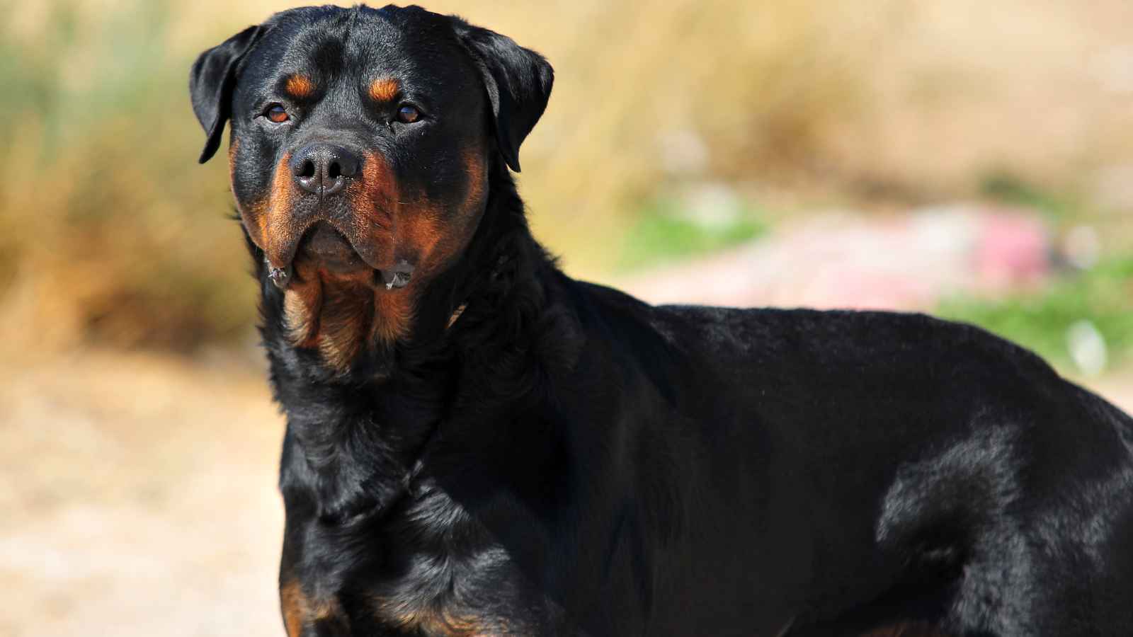 The Top 20 Dog Breeds That Will Strike Fear into Your Bones