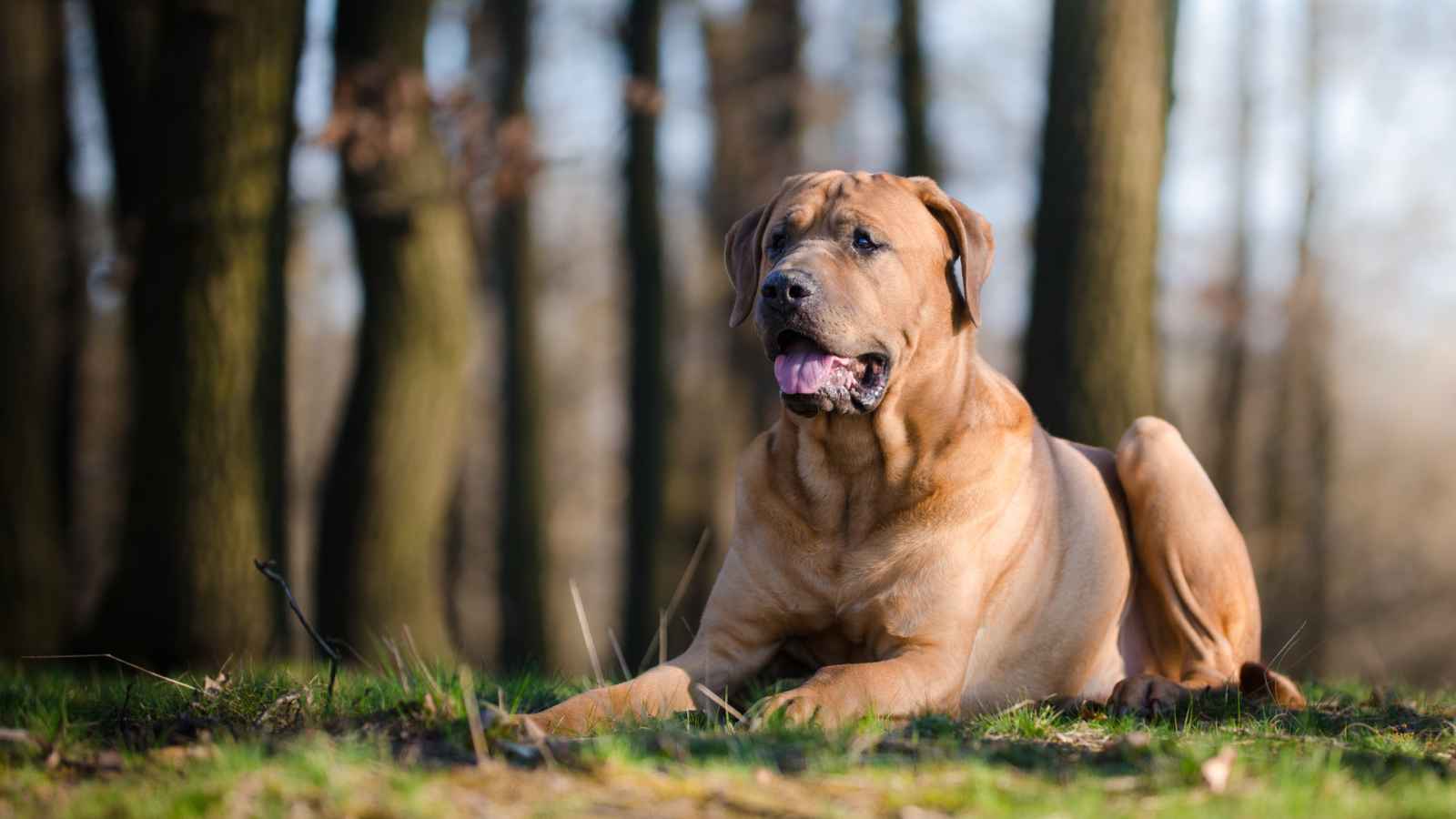The Top 20 Dog Breeds That Will Strike Fear into Your Bones