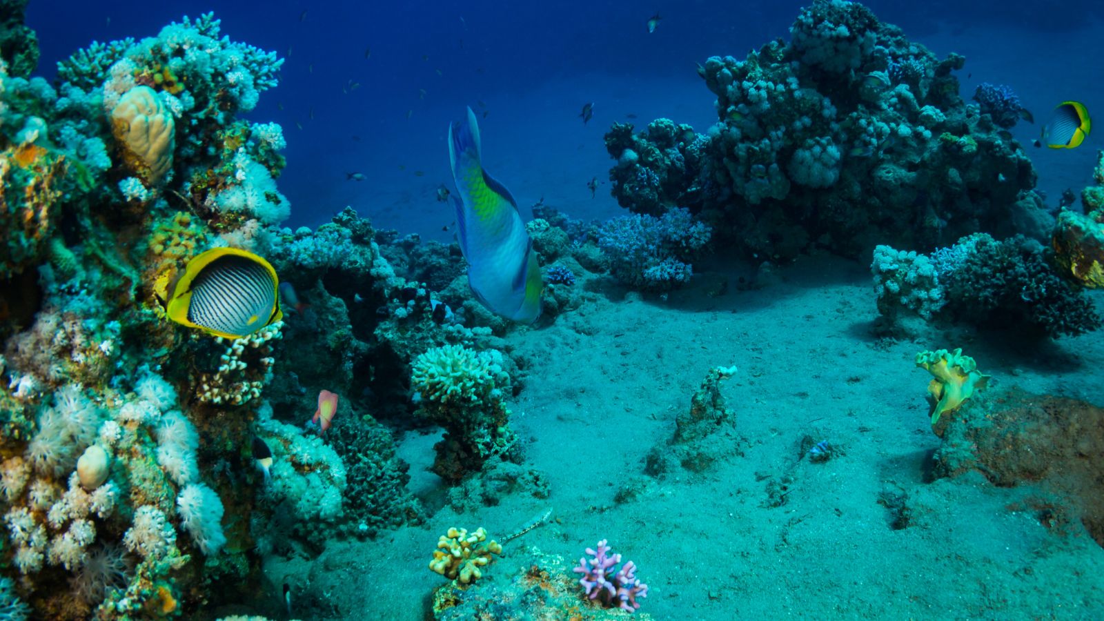 10 Destinations for the Best Snorkeling in the Caribbean