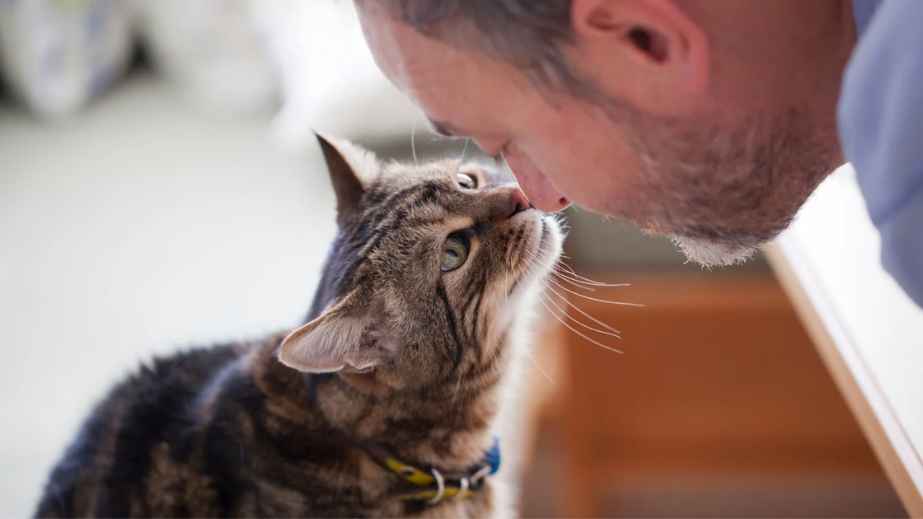 10 Obvious Reasons Cats Make Better Pets Than Dogs!