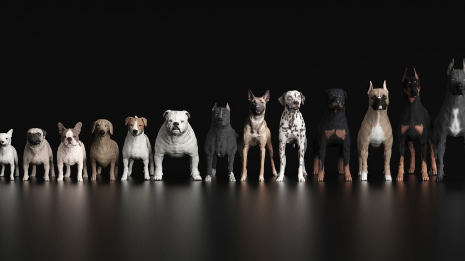 10 Of The Timeless Most Popular Dog Breeds