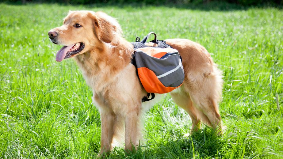 8 Best Dog Backpacks for Hiking and Outdoor Adventures
