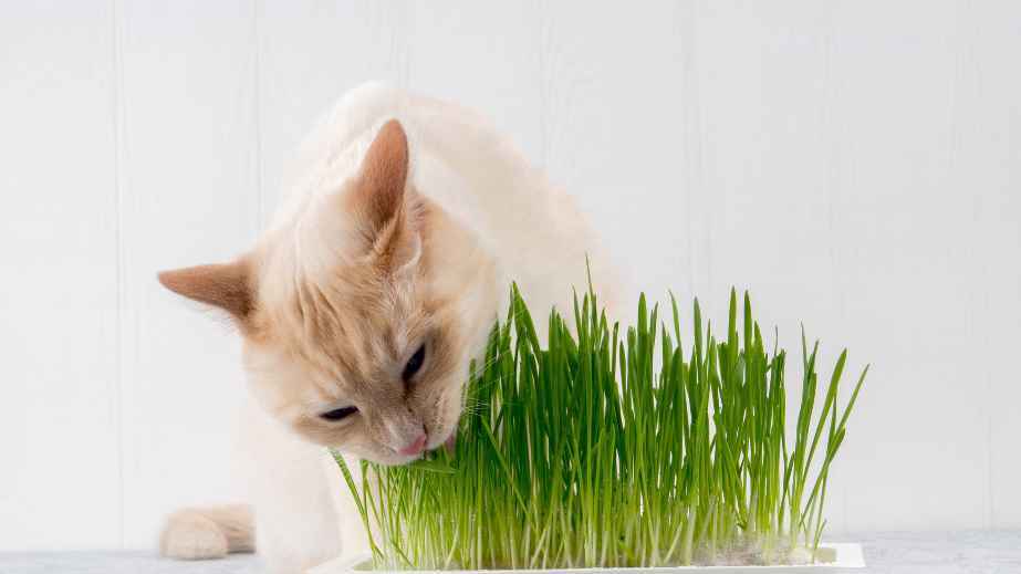 8 Cat-Safe Plants for a Cat-Friendly Home