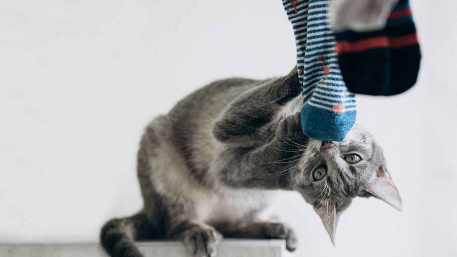 10 Pet Owners Are Sharing Hilarious Conflicts They Have With Them