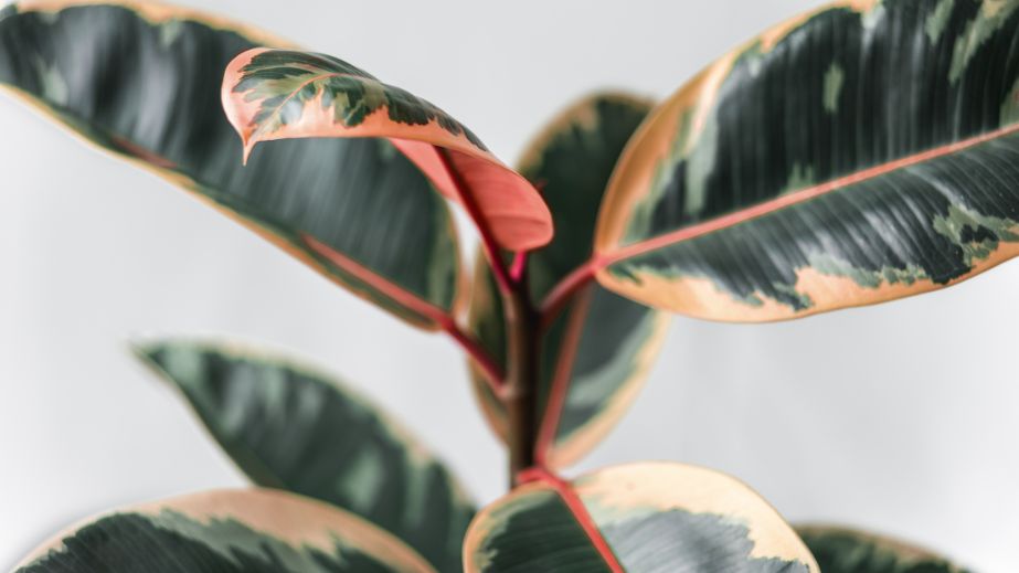 15 Indoor Plants You Should Never Bring Into Your Home