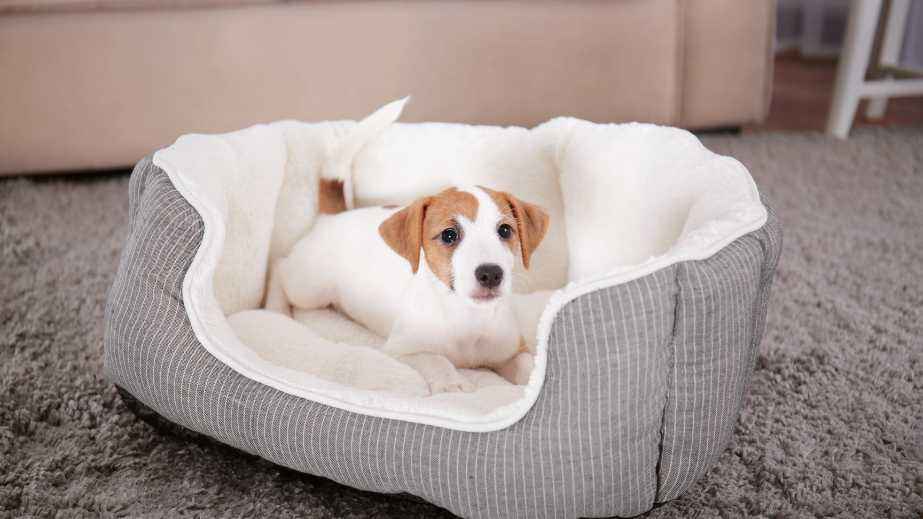 The 13 Best Calming Dog Beds of 2023
