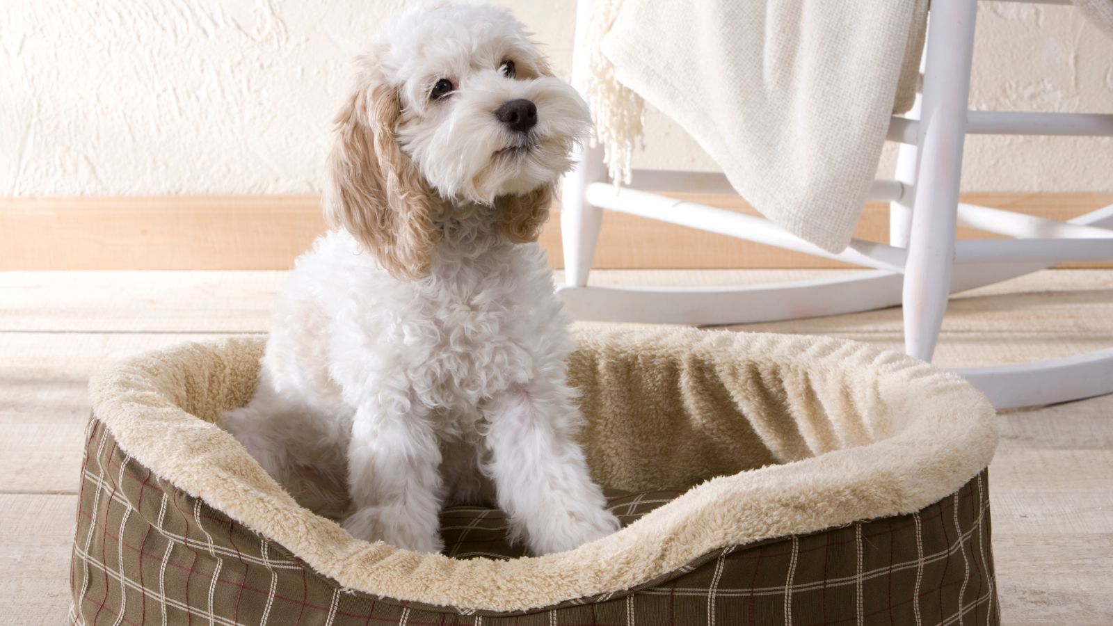 The 13 Best Calming Dog Beds of 2023