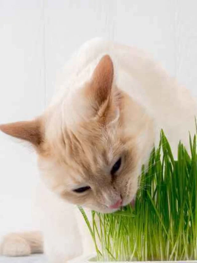 8 Cat-Safe Plants for a Cat-Friendly Home