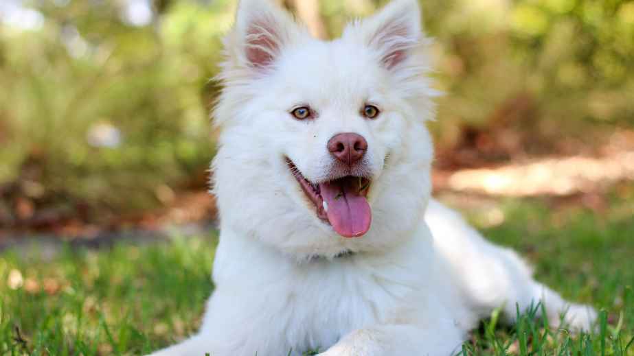 Dogs Sweat Through Their Tongues